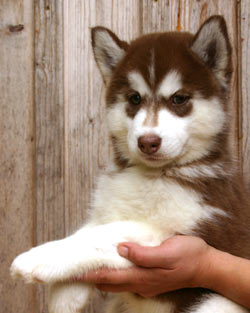 petit husky